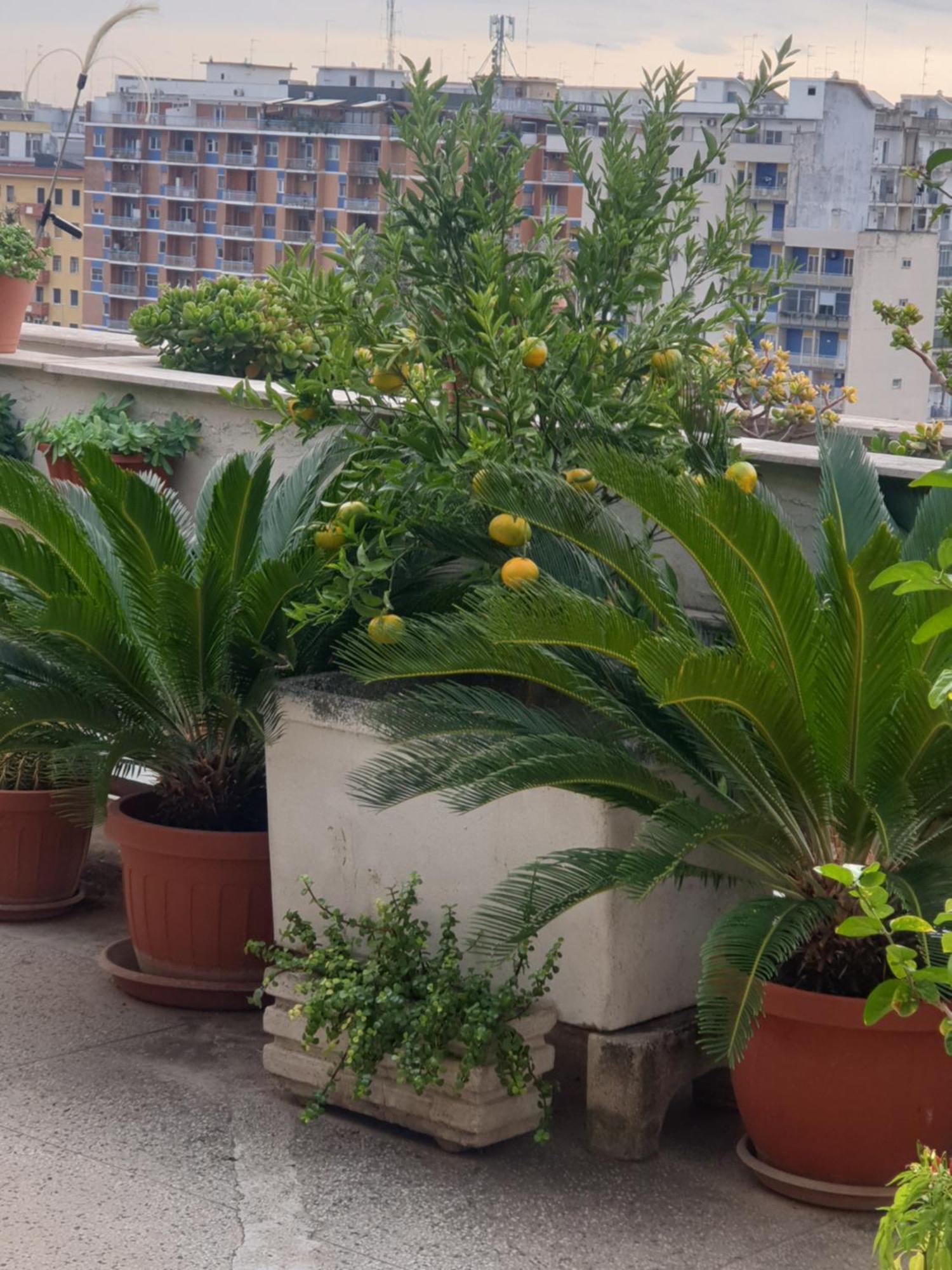 B&B Ganaj La Terrazza Di Ganaj 바리 외부 사진